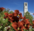 NC State Belltower